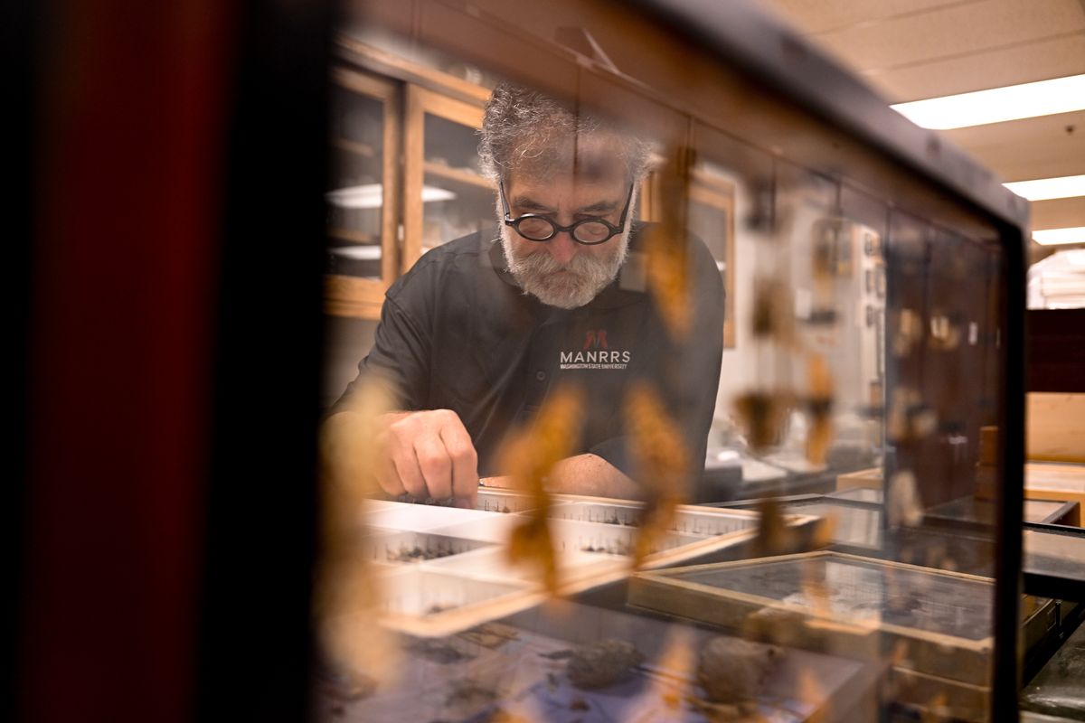 Dr. Rick Zach shows WSU’s collection of insects during a tour of the M.T. James Entomological Collection on Monday, Aug. 5, 2024, on WSU’s campus in Pullman, Wash.  (Tyler Tjomsland/The Spokesman-Review)