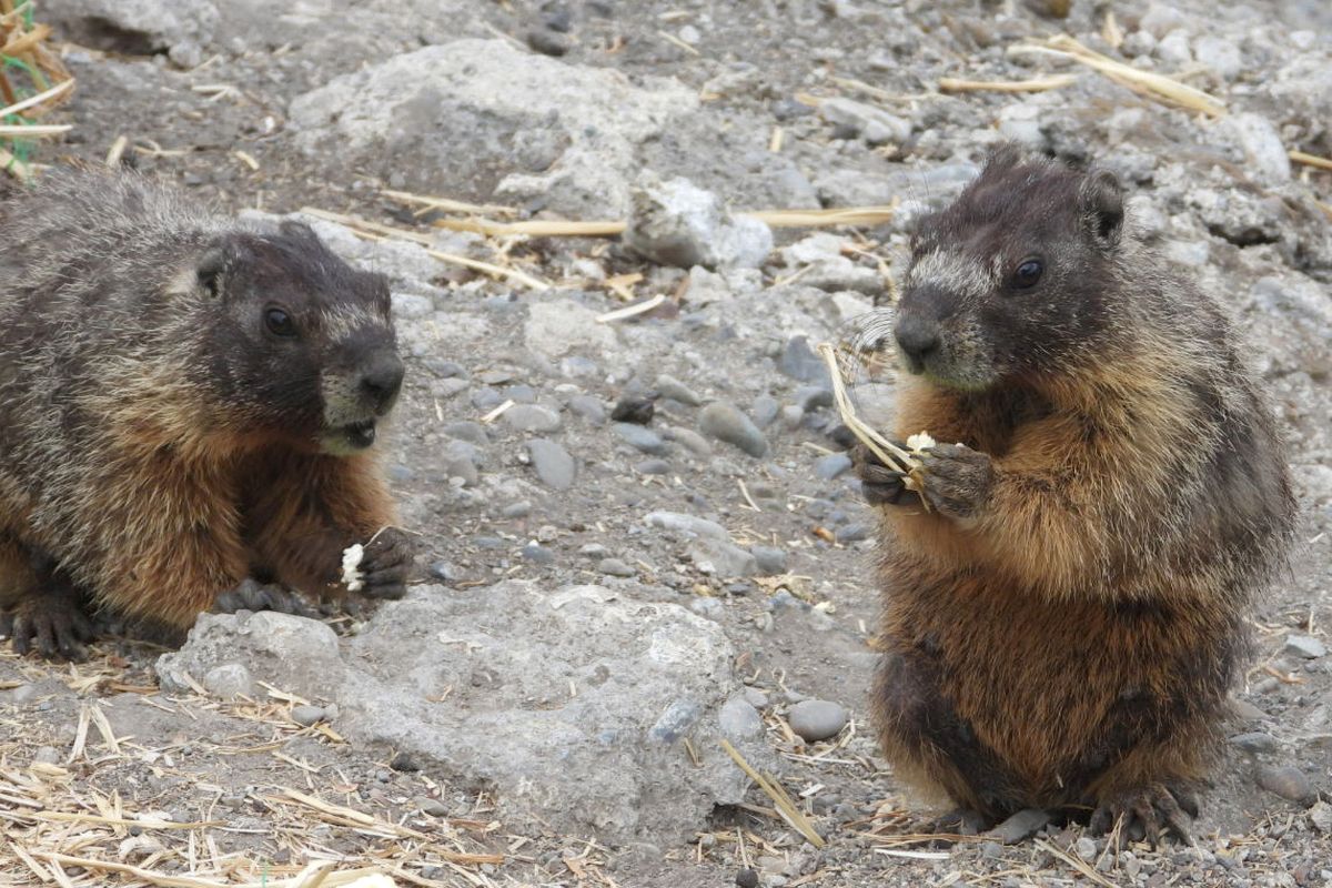 AT LEFT: Photographer Jesse Tinsley bought some kettle corn from the Wednesday farmers market in Riverfront Park and found that these marmots, living on the Spokane River north bank near the Ruby River Hotel, love kettle corn as much as he does.  (Jesse Tinsley/THE SPOKESMAN-REVIEW)