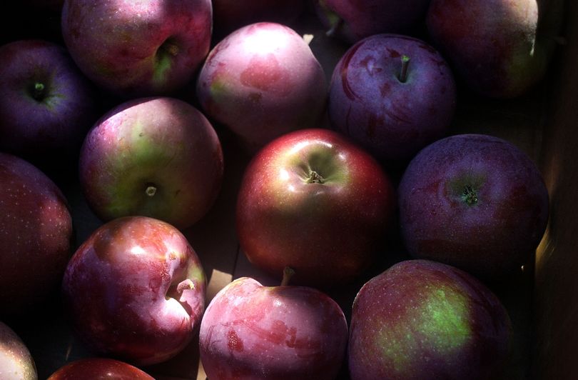 A box of McIntosh apples at Green Bluff picked during the Apple Festival. (FILE)