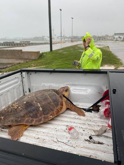 A loggerhead sea turtle turned up on land on July 6, 2021, in Key West, Fla, on as Tropical Storm Elsa dumped rain and sent high winds across the island.   (Tribune News Service )
