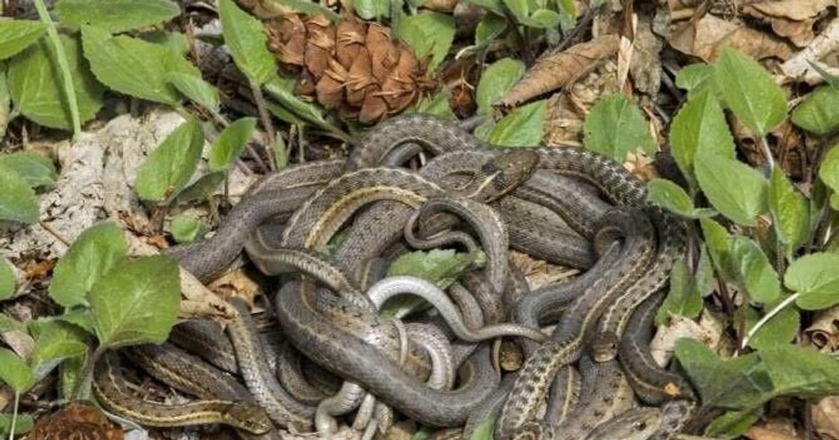 Cool critters: Garter snake sex begins with courting – and it's happening now