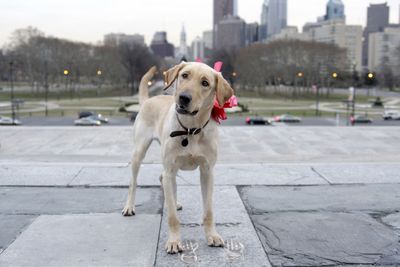 Marley from the movie “Marley & Me” stands at the top of the art museum steps in Philadelphia.   McClatchy Tribune (McClatchy Tribune / The Spokesman-Review)