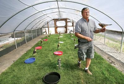 In this June 23 photo, Jim Lott holds an Aplomado falcon in an enclosure at his breeding program in Burbank, Wash. Lott uses falcons to drive away bird pests in the blueberry acreage of his Applegate Orchards.  (Associated Press / The Spokesman-Review)
