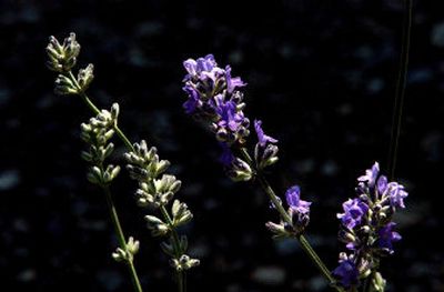 
 Lavender is a good addition for the garden. 
 (The Spokesman-Review)