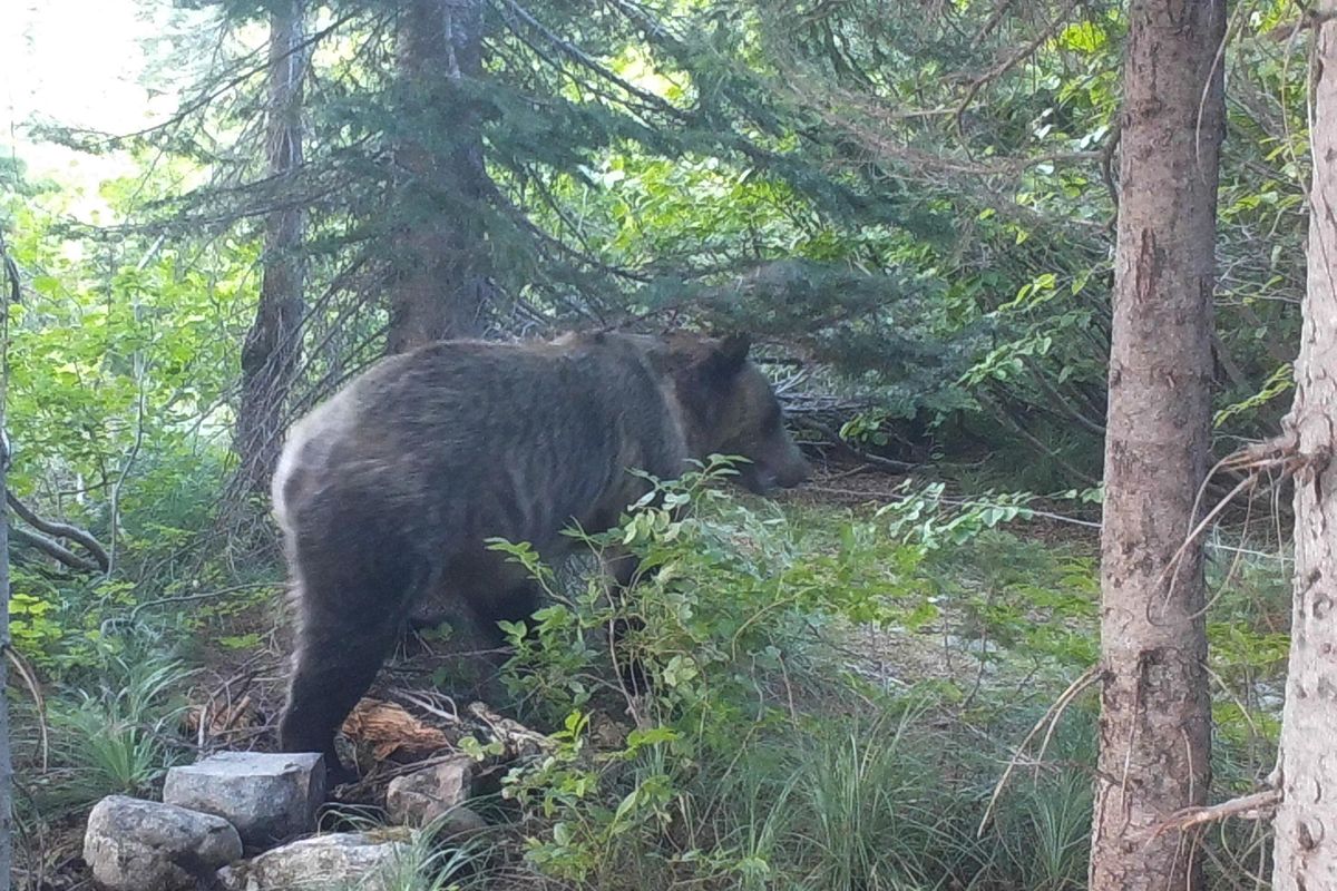 Bart George, a biologist for the Kalispel Tribe, got this photo of a grizzly bear north of Upper Priest Lake in October 2019. (Bart George / COURTESY)