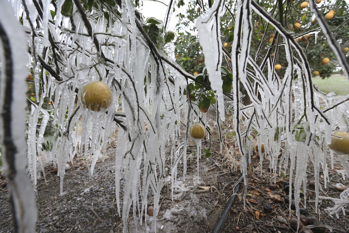 FILE - In this Feb. 15, 2021, file photo, icicles form on a citrus tree from a sprinkler system used to protect the trees from the freezing temperatures in Edinburg, Texas. There have been record subzero temperatures in Texas and Oklahoma, and Greenland is warmer than normal. Snow fell in Greece and Turkey. Meteorologists blame the all-too-familiar polar vortex.  (Delcia Lopez)