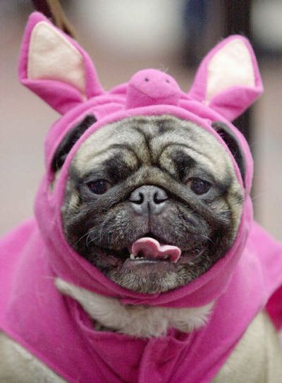 
Not all pets are as thrilled about Halloween as Hercules the pug.
 (Associated Press / The Spokesman-Review)