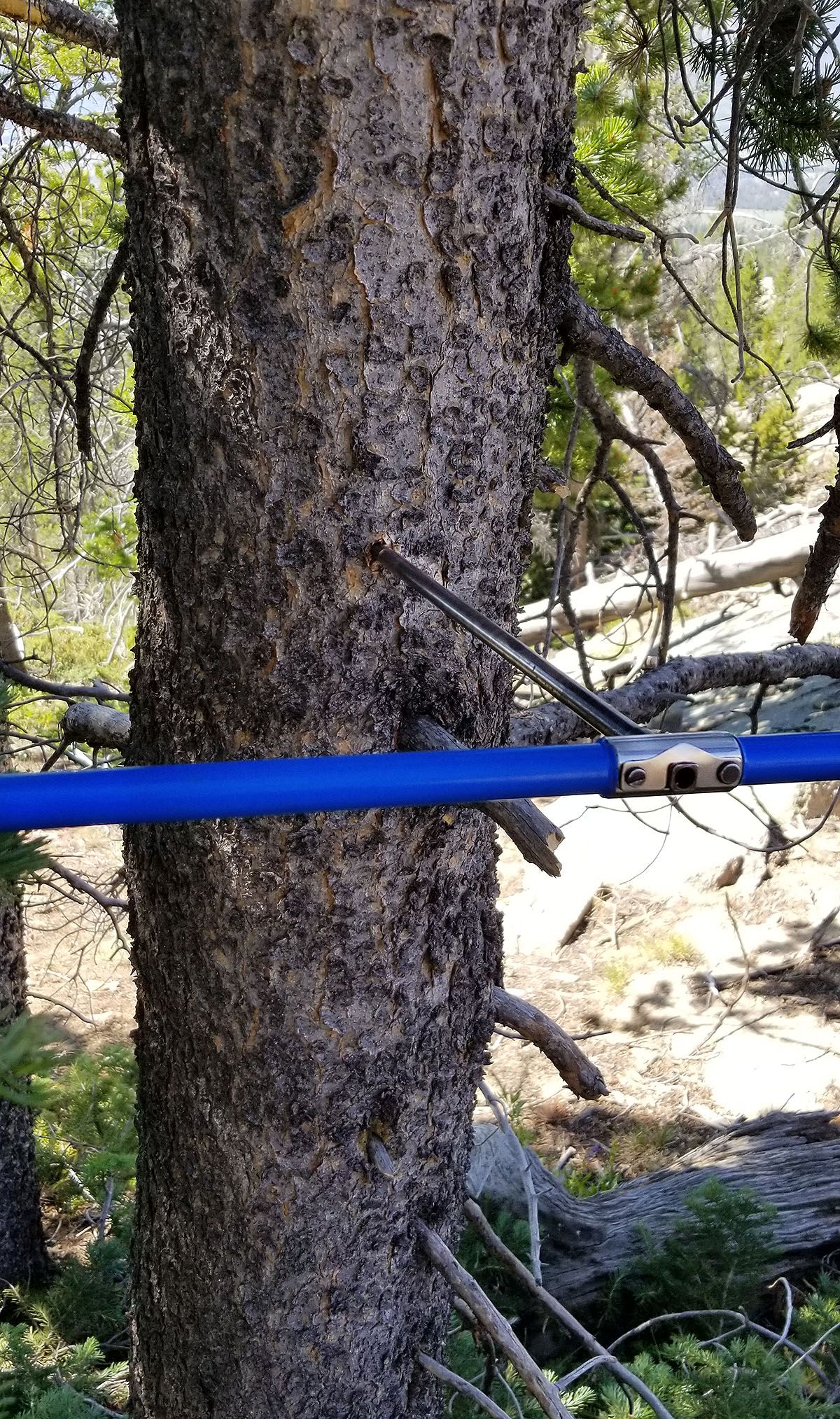 This hand drill is used to extract a core sample from a living tree in Yellowstone National Park for a tree ring study.   (Courtesy of Karen Heeter)