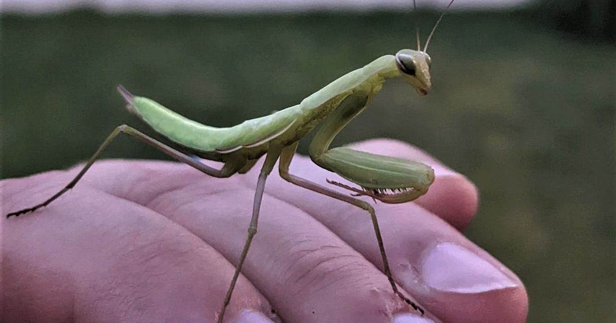 Is ghost mantis poisonous?