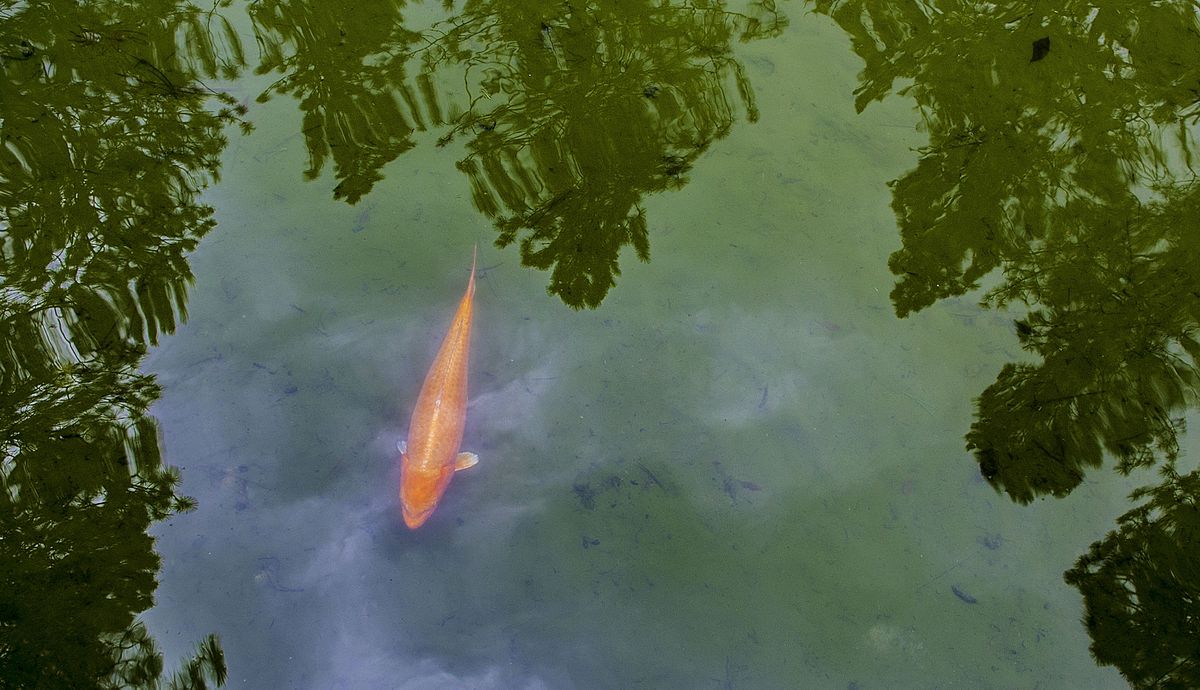 A Koi fish swims in 2018 the Japanese Garden pond at Manito Park in Spokane.  (KATHY PLONKA)