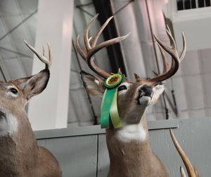 One of the prize-winning white-tailed deer trophies on display at the Big Horn Outdoor Adventure Show at the Spokane County Fair and Expo Center.   (Rich Landers)