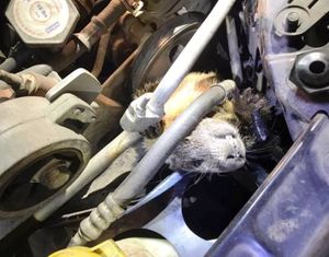 Chuck the Marmot had quietly stowed away in an engine compartment of a vehicle parked at Post Falls Walmart. However, he was discovered when the customer couldn't start her car. (PFPD photo)