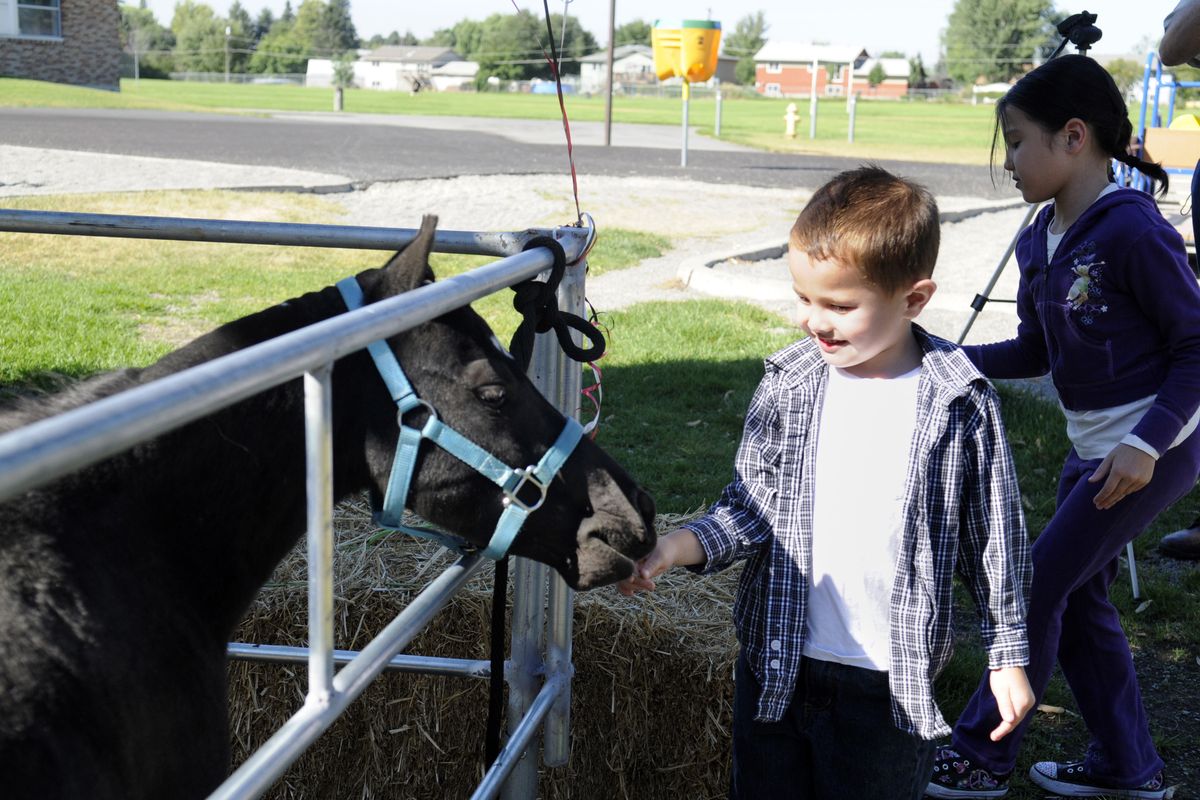 Incoming Trent Elementary kindergartner Brandon Chen feeds a miniature horse some grass and hay while attending the Kindergarten Roundup. (J. BART RAYNIAK)