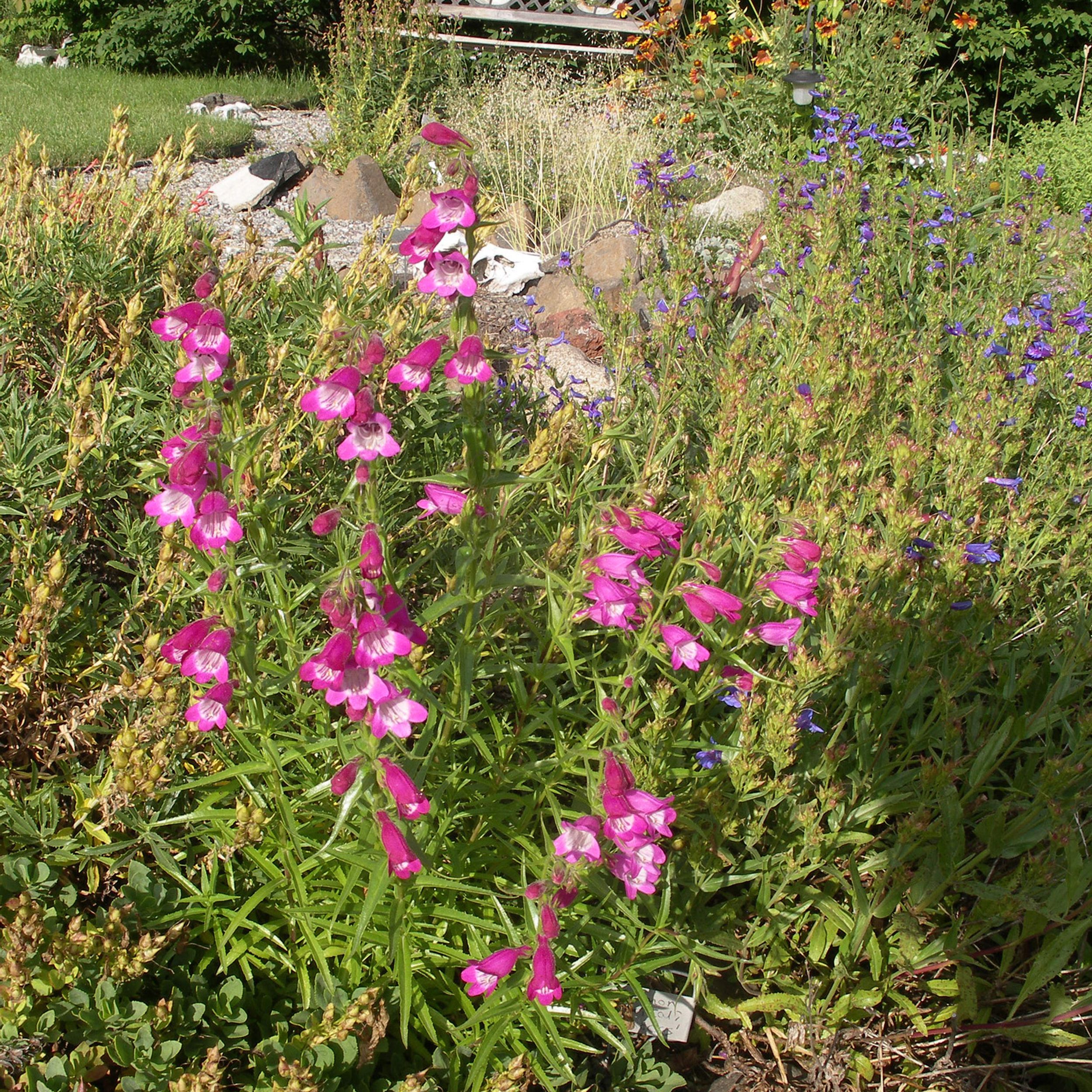 Hardy, native penstemons great most gardens | The Spokesman-Review