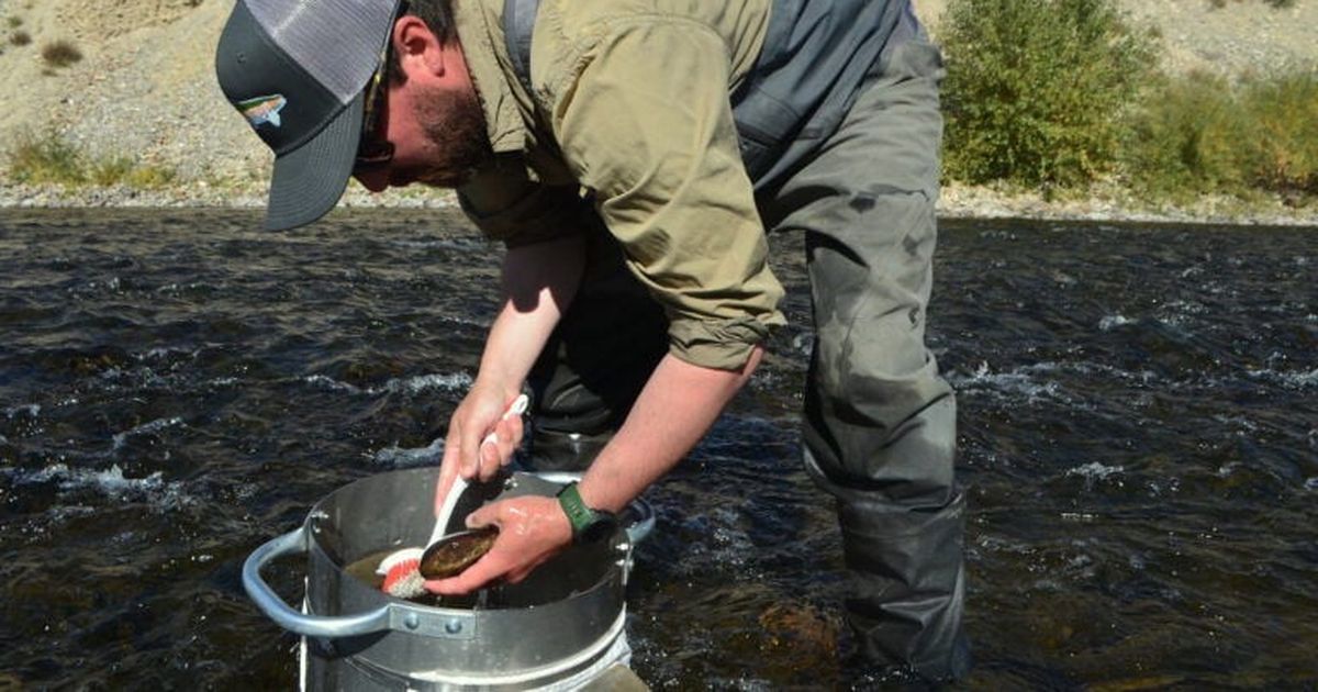 On Montana’s Big Hole River, a search for bugs