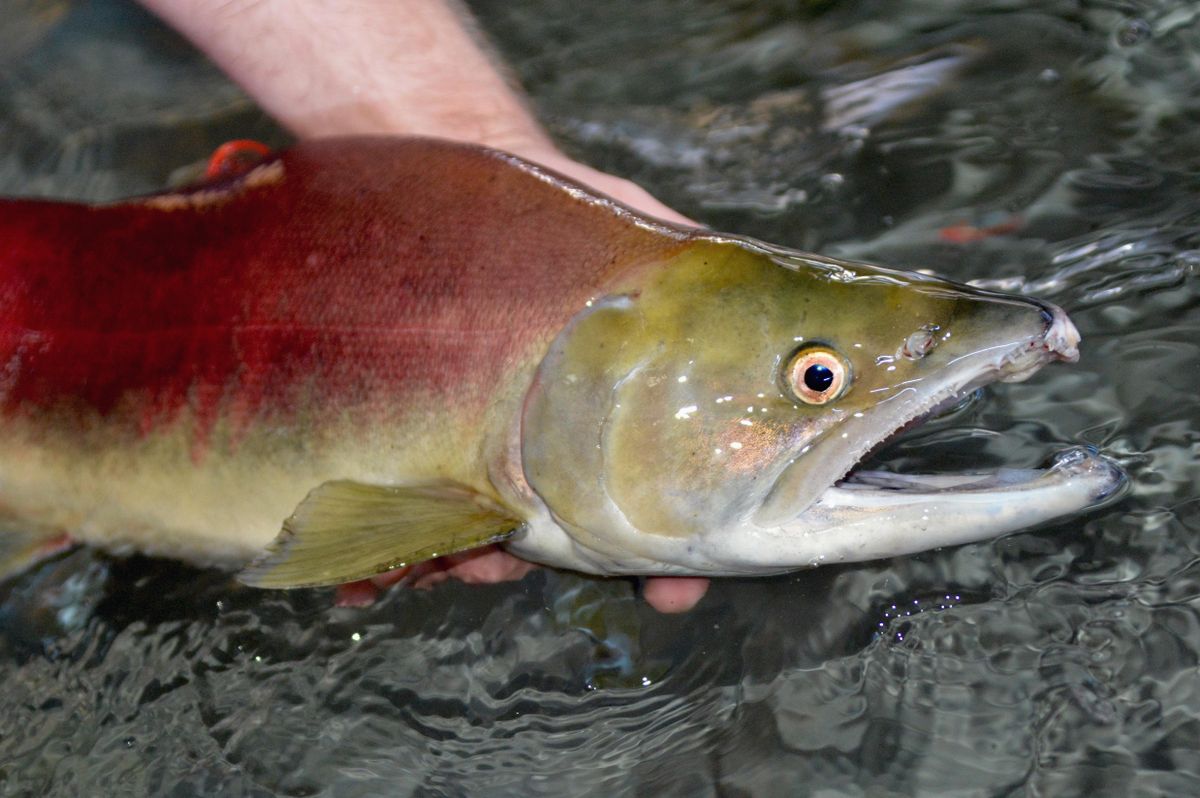 Snake River sockeye get cooler reception | The Spokesman-Review