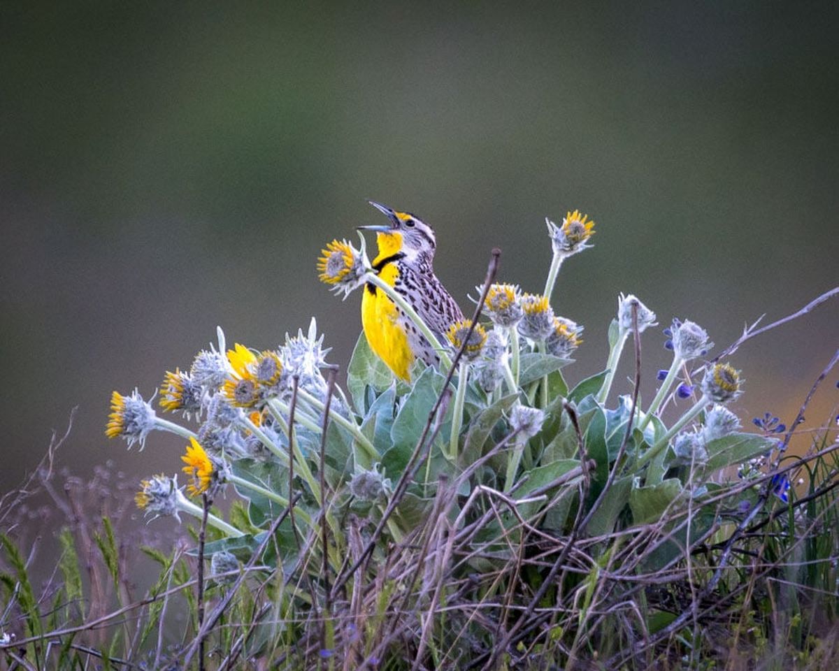 A western meadowlark calls from blooming arrowleaf balsamroot.  (SHARON LINDSAY)