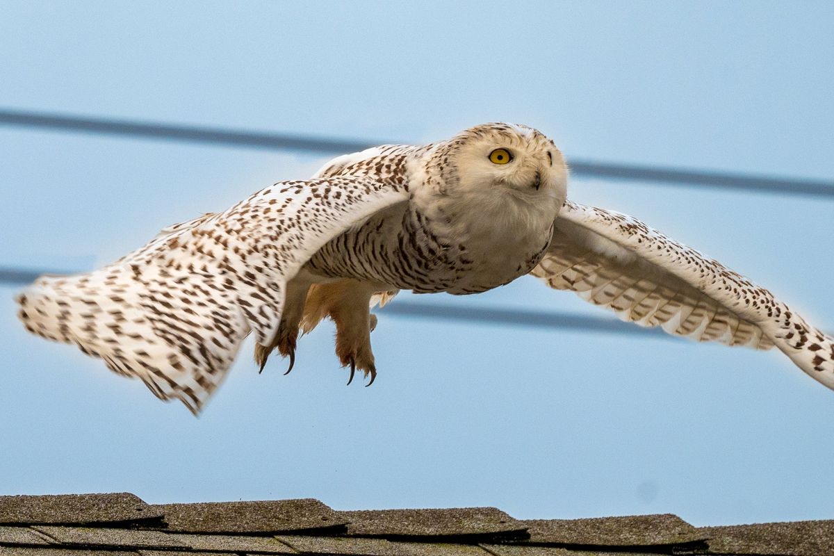A snowy owl, dubbed Snowy, that has taken up residence in Cypress, Calif., despite not being native to the region.  (Brett Banditelli/Handout)