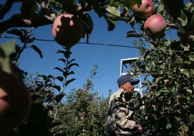 
Fuji apple trees are pruned at an orchard near Wapato, Wash. Smaller farms are missing out on the lion's share of gevernment research and grant dollars, a study reveals.
 (Associated Press / The Spokesman-Review)