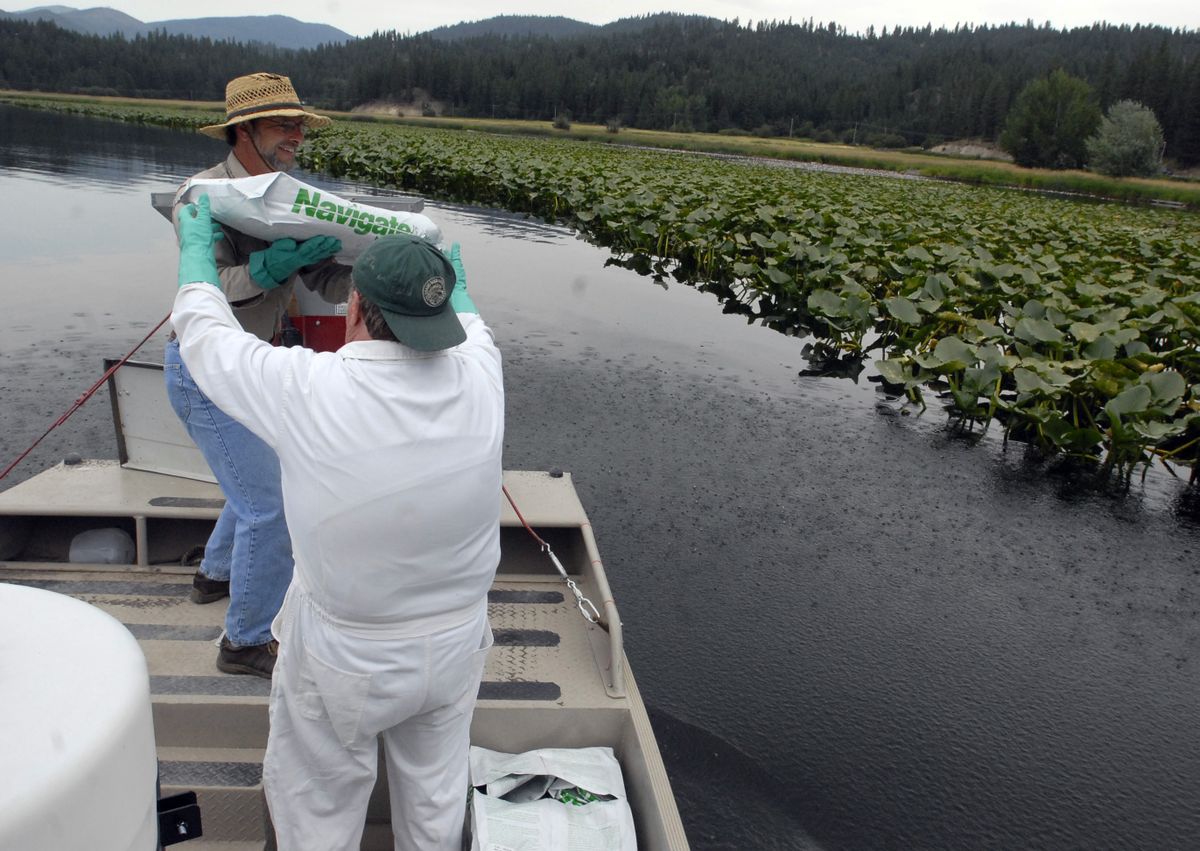 On the north shore of Newman Lake, Bill Moore of Lakeland Restoration Services hands Tom Wimpy a bag of granular herbicide used to treat Eurasian Milfoil Tuesday. (J. BART RAYNIAK / The Spokesman-Review)