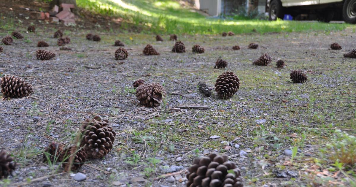 Gardening: Excessive pine cones are trees’ response to drought conditions