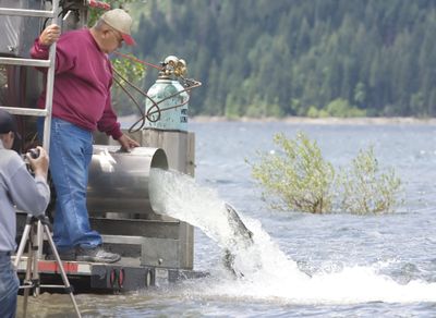 About 100 sockeye salmon are released Tuesday into Lake Cle Elum outside of Ronald, Wash.  The Yakama Nation Indian Tribe released sockeye salmon into a lake on the east slope of the Cascades Tuesday, marking yet another effort by Pacific Northwest tribes to restore fish in areas where they have long been extinct.  (Associated Press / The Spokesman-Review)