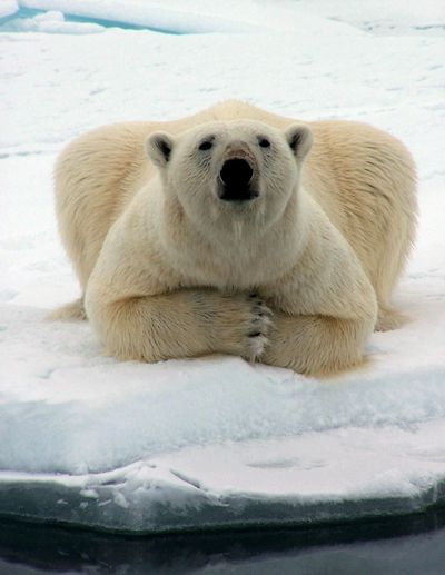 A polar bear watches a whaling crew off shore near Barrow, Alaska, in May 2006. (Associated Press)