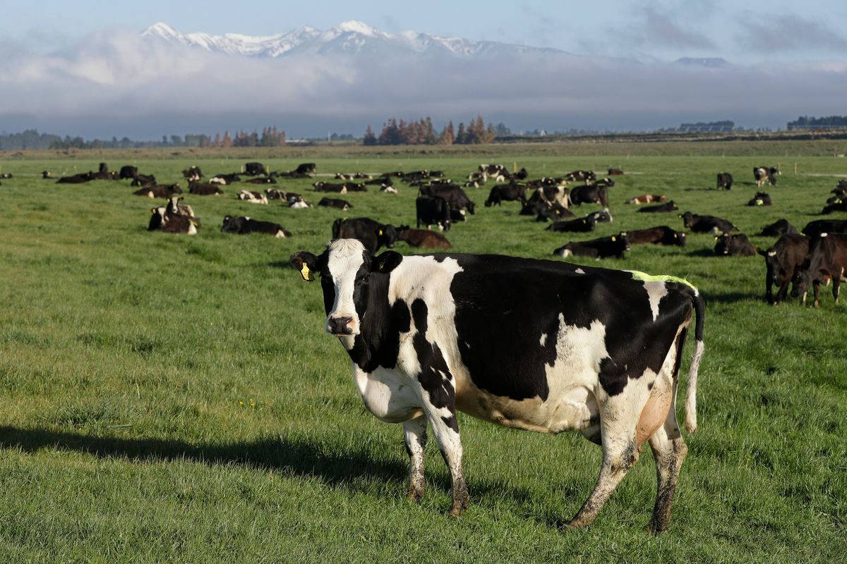 Dairy cows graze on a farm near Oxford, in the South Island of New Zealand on Oct. 8, 2018. New Zealand, Thursday, May 5, is on the verge of eradicating a bacterial disease from its herd of 10 million cows, with only a single farm left with the disease Mycoplasma bovis.  (Mark Baker)