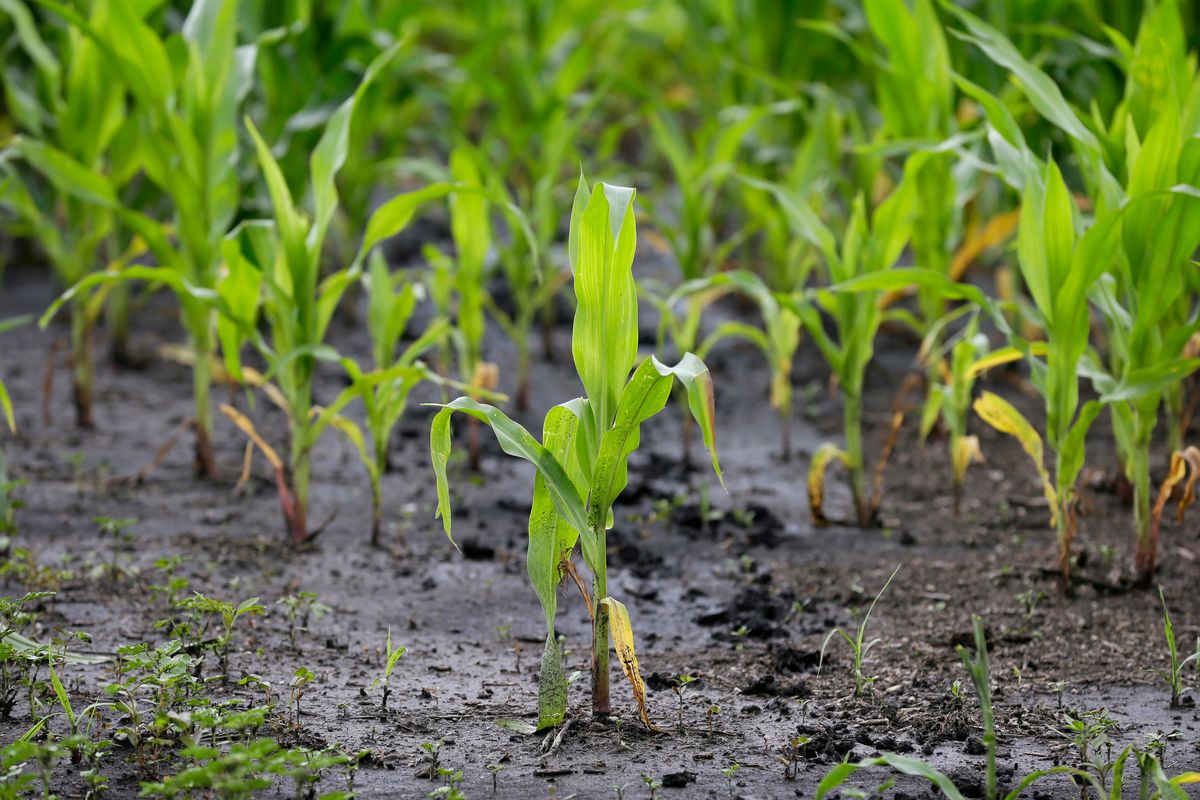Corn plants sit in a muddy farm field on June 30, 2014, near Dallas Center, Iowa.  (Charlie Neibergall)