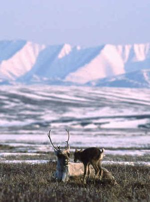 A caribou mother and newly born calf bond on Arctic National Wildlife Refuge plain below Alaska's Brooks Range. Scientists say wildlife would be affected by oil drilling. 
 (File/Associated Press / The Spokesman-Review)