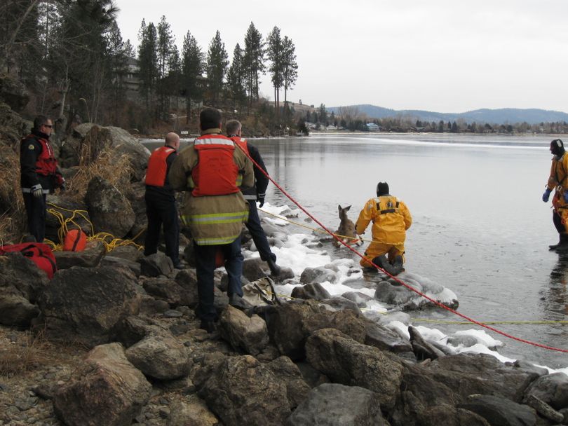 Spokane Valley firefighters rescued a young whitetail deer Wednesday, Dec. 9, 2009, after the it wandered onto thin ice at Liberty Lake and became stranded. Crews from the Spokane Fire Department were called to the 2000 block of South Liberty Lake Drive around 10 a.m., after a resident reported a deer had fallen through the ice and was stuck. (Spokane Valley Fire Department)