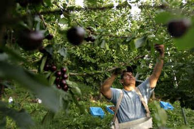 
A worker picks cherries at an orchard outside Pasco last month. In Franklin County, the population is nearly 57 percent Hispanic. Associated Press photos
 (Associated Press photos!-- --> / The Spokesman-Review)