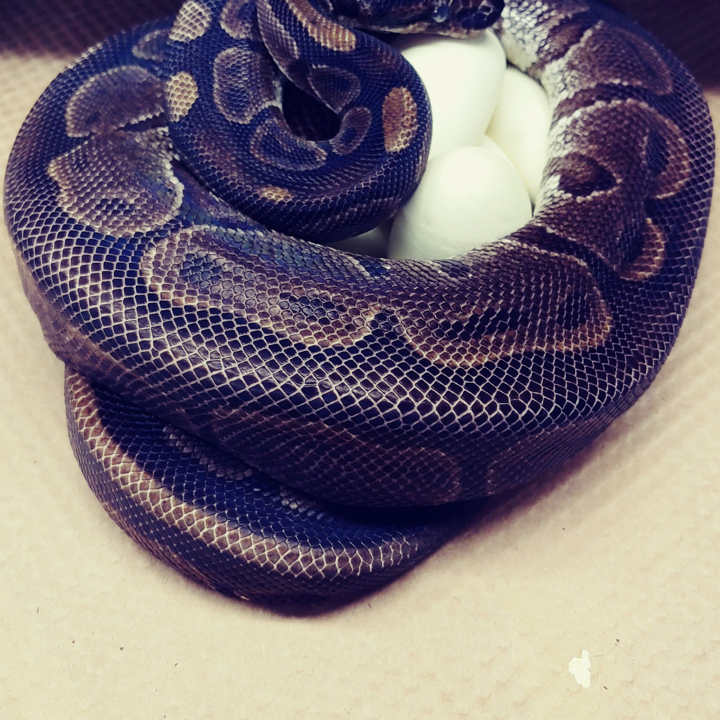 Python Snake Eggs
