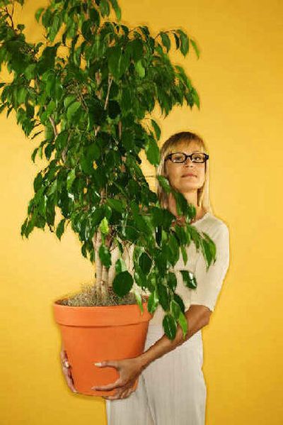 
One possible business would be to lease and maintain plants in office buildings and model homes.
 (Ron Chapple/clipart.com / The Spokesman-Review)