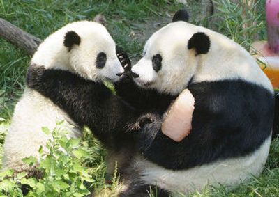 
In this photo provided by the Smithsonian Institution's National Zoo in Washington, D.C., Tai Shan, left, shares a frozen treat he received on his first birthday Sunday with his mother, Mei Xiang. 
 (Associated Press / The Spokesman-Review)