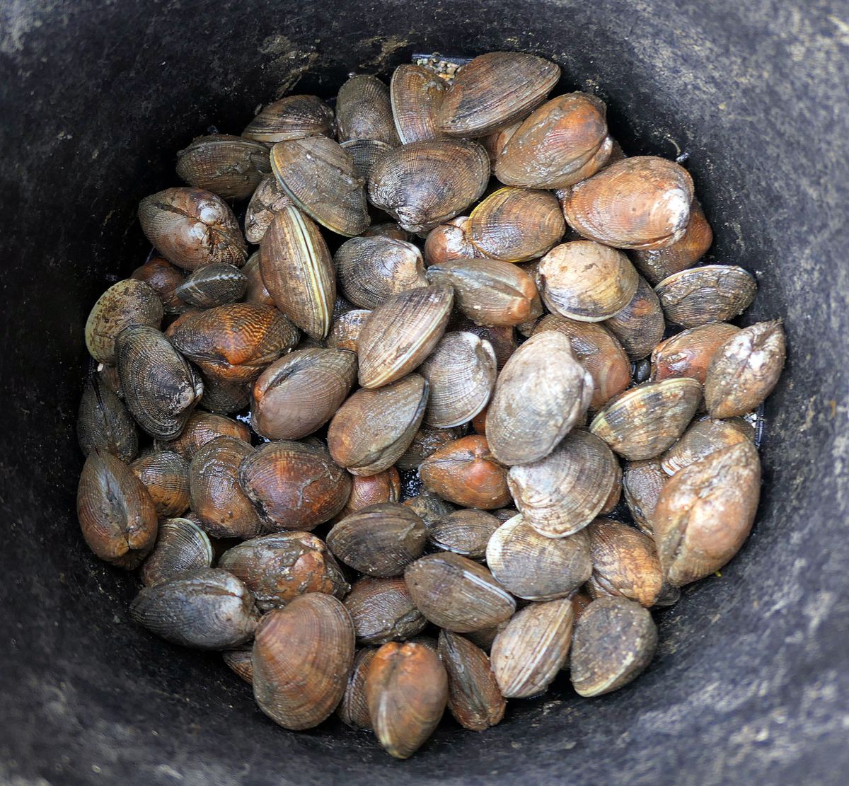 Fresh clams are harvested and sit in a bucket, waiting to be cooked by campfire at Emerald Acres Oysters, a Hipcamp destination in the South Puget Sound. (John Nelson)