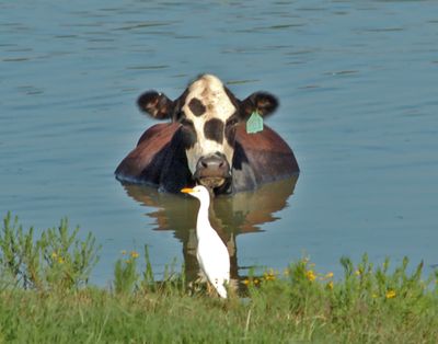 ORG XMIT: ARFOS101 In this Wednesday, Aug. 12, 2009 photo, a cow wades in the water as an egret stands on the shore line of a pond on Hwy. 309 near Paris, Ark. (AP Photo/The Southwest Times Record,  Kaia Larsen) (Kaia Larsen / The Spokesman-Review)