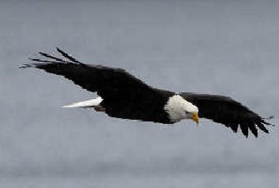 A bald eagle scans the waters around Higgens Point on Lake Coeur d'Alene.
(File / The Spokesman-Review)
