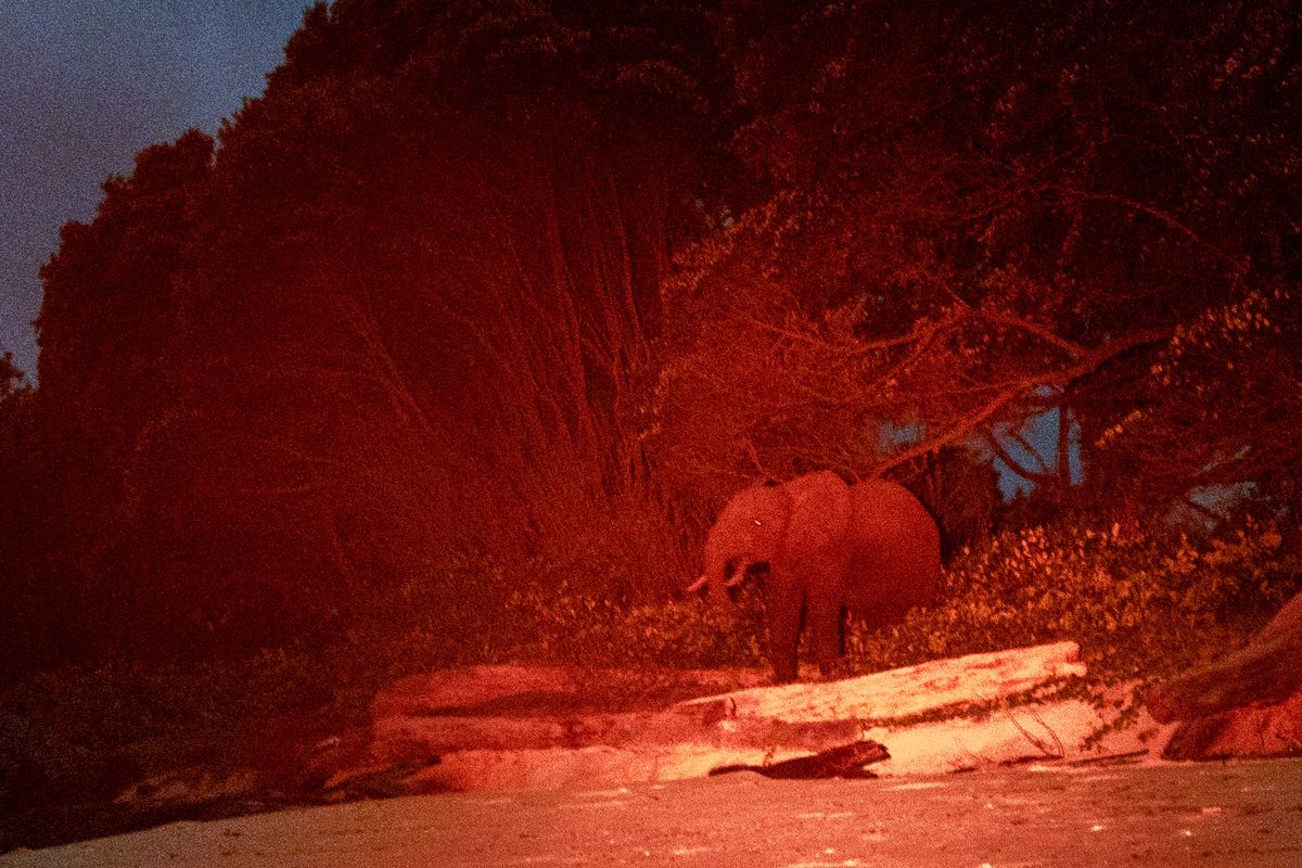 Lit by a red light, a rare forest elephant is photographed in Gabon