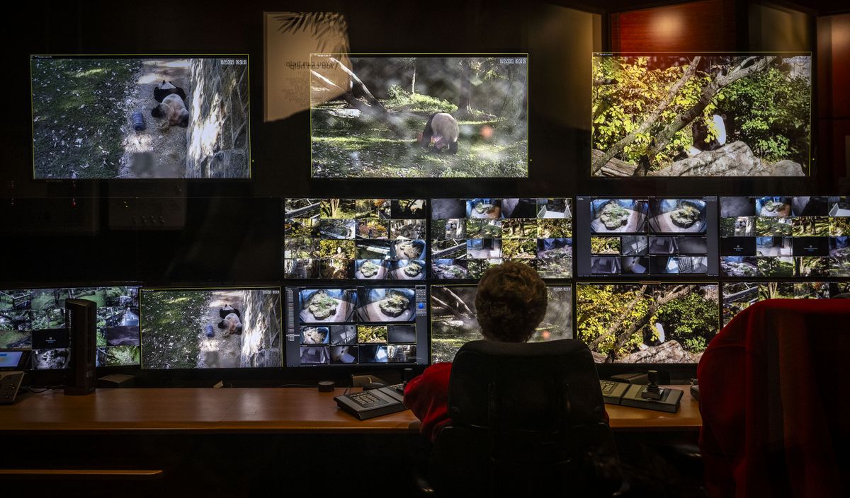 Surveillance cameras at the National Zoo kept a close eye on the pandas before their departure.    (Bill O'Leary/The Washington Post)