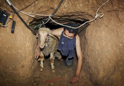 A Palestinian smuggler moves a goat through a tunnel from Egypt to the Gaza Strip under the border in Rafah, southern Gaza Strip, in November. In addition to arms, the tunnels are the main conduit for commerce and a lifeline for food and medicine for Gaza residents. (Khalil Hamra / The Spokesman-Review)