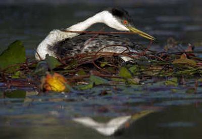 
A Western grebe tends its nest while incubating eggs.  Male and female Western grebes are indistinguishable by sight alone.
 (Tom Davenport Photos / The Spokesman-Review)
