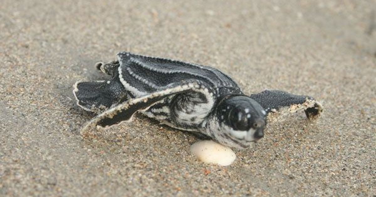 Some Florida Beaches See Record Year For Sea Turtle Nests | The ...