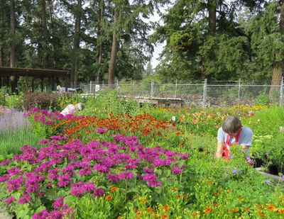 Volunteers for The Friends of Manito are awash with the bright colors of perennials while preening them for Saturday’s fall plant sale.  (Susan Mulvihill/For The Spokesman-Review)