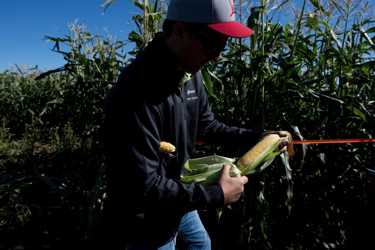 Kevin Moe, a Syngenta Seed rep, holds an ear of sweet corn on Tuesday, Oct. 3, 2017, at one of the company