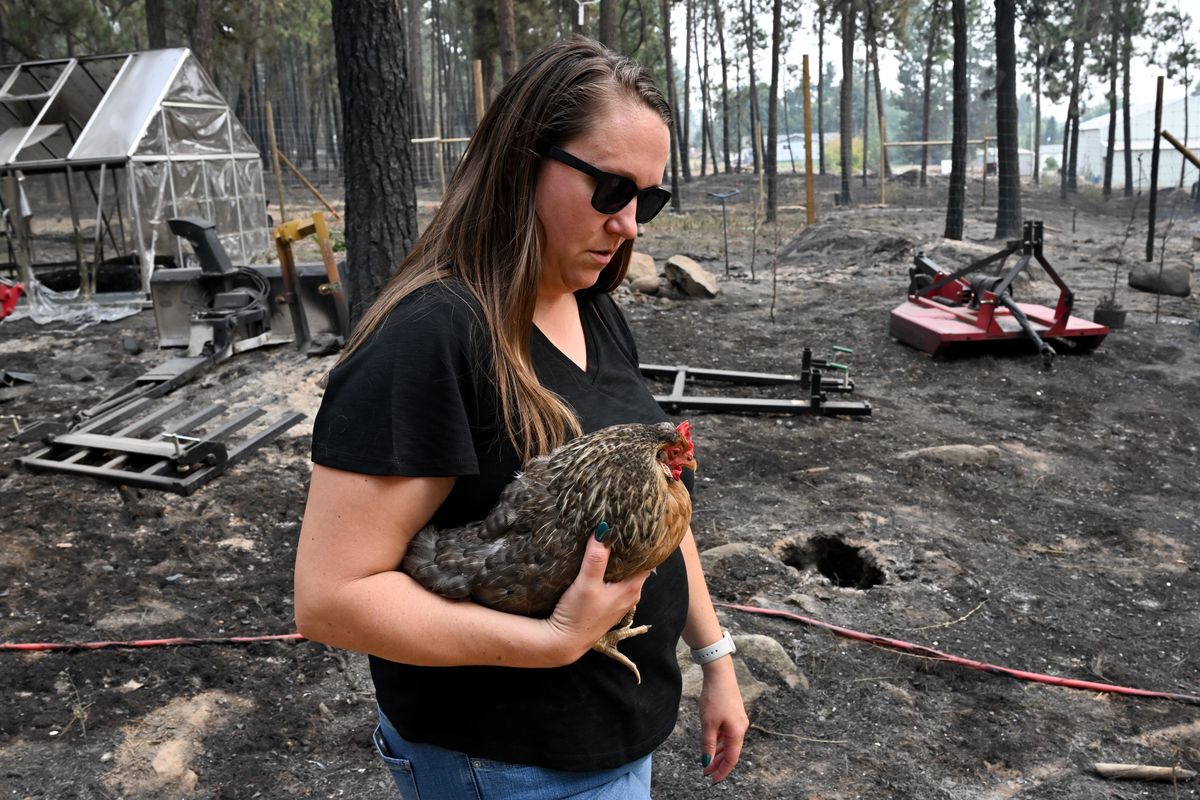 Jessie Montney pauses Sunday as she holds a chicken that survived the Gray fire after the fire destroyed their home and all of their outbuildings on Silver Lake near Medical Lake.  (Tyler Tjomsland/The Spokesman-Review)