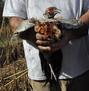 Pen-raised pheasants are used for private hunting preserves and gun-dog training. (Rich Landers)