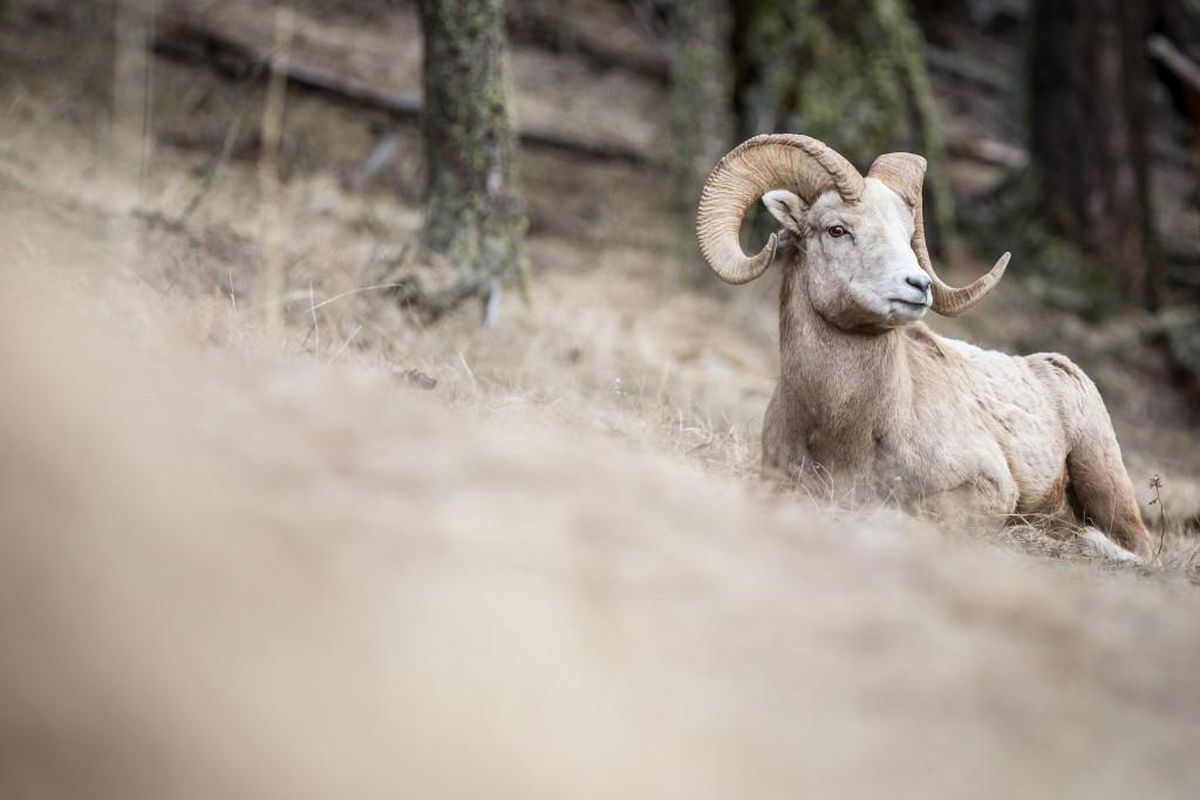 A Bighorn Sheep relaxes in the Canadian Rockies. (Courtesy)