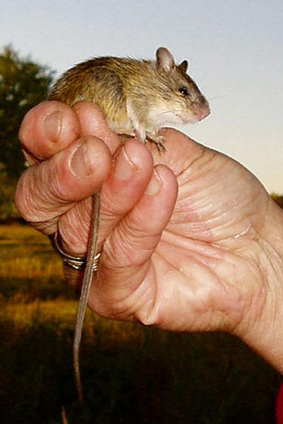 
The  mouse uses its tail and strong hind legs to launch itself. 
 (Associated Press / The Spokesman-Review)