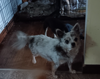 Chihuahua 